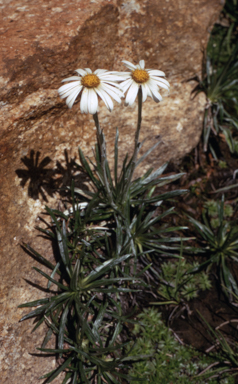 APII jpeg image of Celmisia longifolia  © contact APII