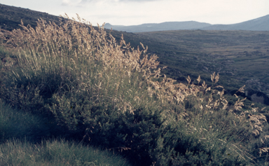 APII jpeg image of Chionochloa frigida  © contact APII
