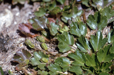 APII jpeg image of Dichosciadium ranunculaceum var. ranunculaceum  © contact APII