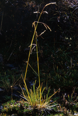 APII jpeg image of Deschampsia caespitosa  © contact APII