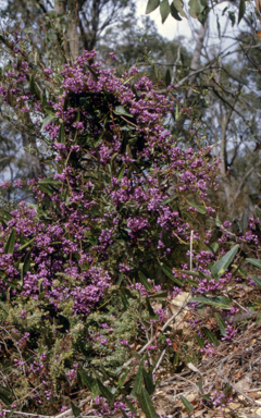 APII jpeg image of Hardenbergia violacea  © contact APII