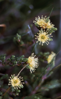 APII jpeg image of Kunzea muelleri  © contact APII