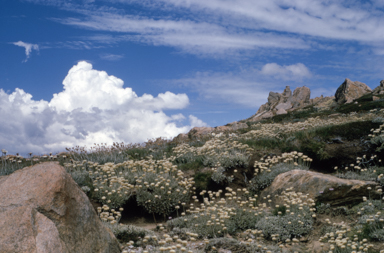 APII jpeg image of Leucochrysum alpinum  © contact APII