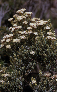 APII jpeg image of Ozothamnus alpinus  © contact APII