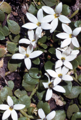 APII jpeg image of Lobelia surrepens  © contact APII