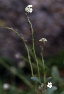 APII jpeg image of Myosotis australis  © contact APII