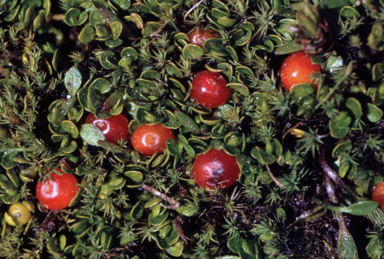 APII jpeg image of Nertera granadensis  © contact APII