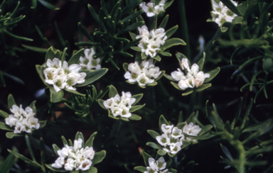 APII jpeg image of Oreomyrrhis pulvinifica  © contact APII