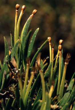 APII jpeg image of Oreobolus pumilio  © contact APII