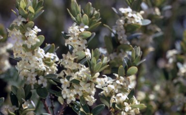 APII jpeg image of Pimelea axiflora  © contact APII