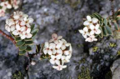 APII jpeg image of Pimelea alpina  © contact APII
