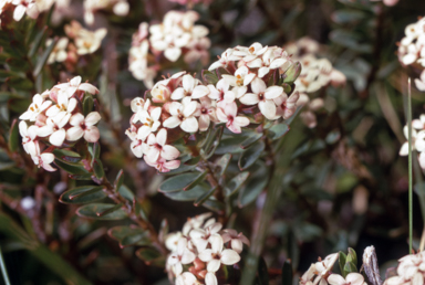 APII jpeg image of Pimelea alpina  © contact APII