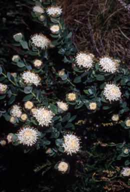 APII jpeg image of Pimelea ligustrina  © contact APII