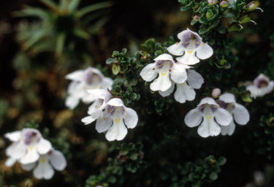 APII jpeg image of Prostanthera cuneata  © contact APII