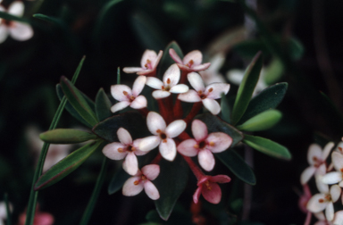 APII jpeg image of Pimelea alpina  © contact APII