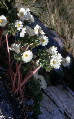 APII jpeg image of Ranunculus anemoneus  © contact APII