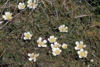 APII jpeg image of Ranunculus millanii  © contact APII
