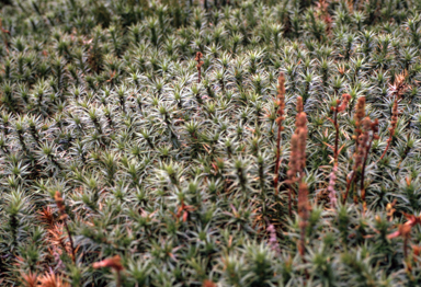 APII jpeg image of Richea continentis  © contact APII