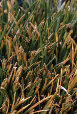 APII jpeg image of Isolepis crassiuscula  © contact APII