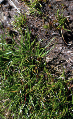 APII jpeg image of Schoenus calyptratus  © contact APII