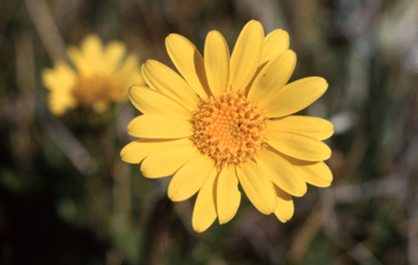 APII jpeg image of Senecio lautus  © contact APII