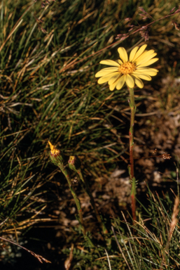 APII jpeg image of Senecio pectinatus  © contact APII