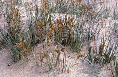 APII jpeg image of Spinifex hirsutus  © contact APII