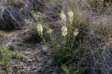 APII jpeg image of Stackhousia monogyna  © contact APII