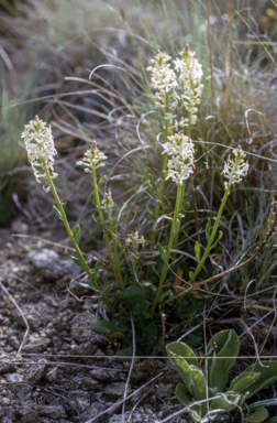 APII jpeg image of Stackhousia monogyna  © contact APII