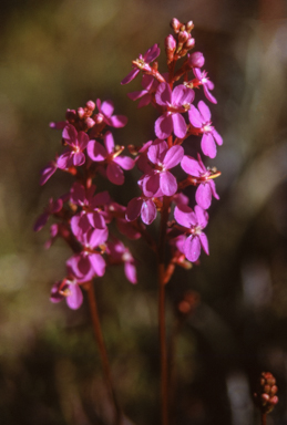 APII jpeg image of Stylidium graminifolium  © contact APII