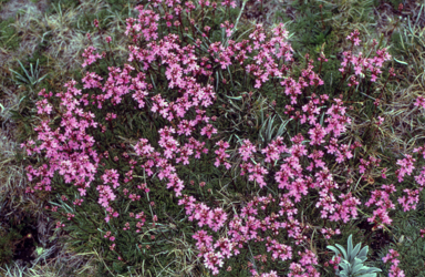 APII jpeg image of Stylidium graminifolium  © contact APII