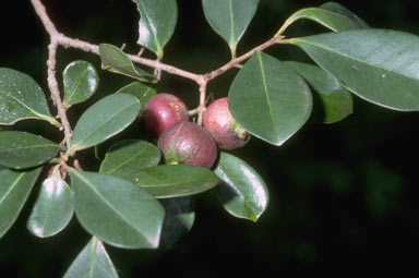 APII jpeg image of Psidium cattleyanum  © contact APII