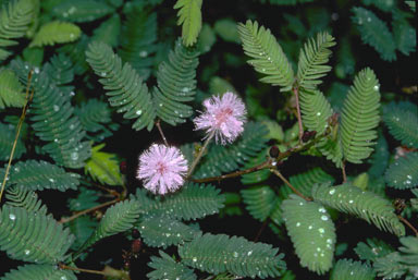 APII jpeg image of Mimosa pudica  © contact APII