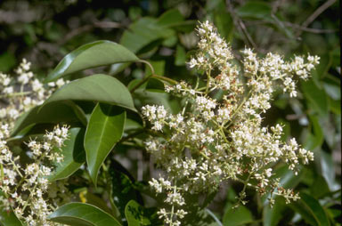 APII jpeg image of Ligustrum lucidum  © contact APII