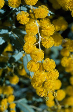 APII jpeg image of Acacia baileyana  © contact APII