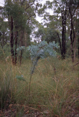 APII jpeg image of Acacia baileyana  © contact APII