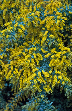 APII jpeg image of Acacia baileyana  © contact APII