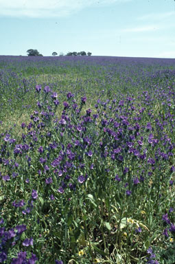 APII jpeg image of Echium plantagineum  © contact APII