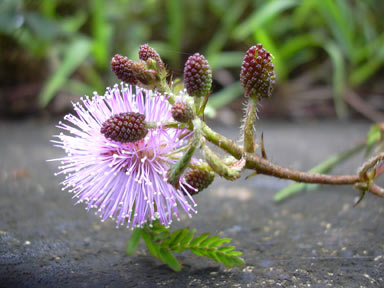 APII jpeg image of Mimosa pudica  © contact APII