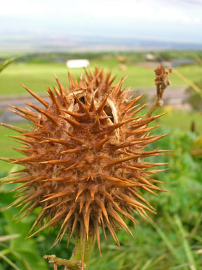 APII jpeg image of Datura stramonium  © contact APII