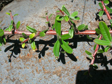 APII jpeg image of Pyracantha angustifolia  © contact APII