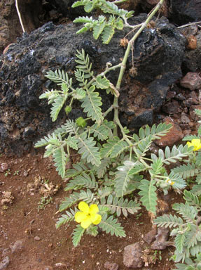 APII jpeg image of Tribulus cistoides  © contact APII