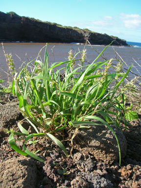 APII jpeg image of Cenchrus echinatus  © contact APII