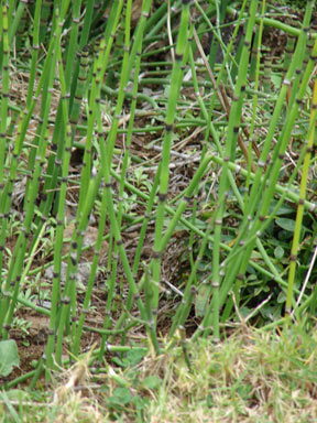 APII jpeg image of Equisetum hyemale  © contact APII