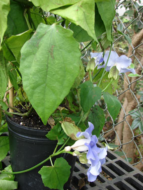 APII jpeg image of Thunbergia laurifolia  © contact APII