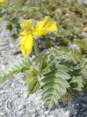 APII jpeg image of Tribulus cistoides  © contact APII