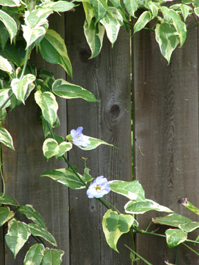 APII jpeg image of Thunbergia laurifolia  © contact APII