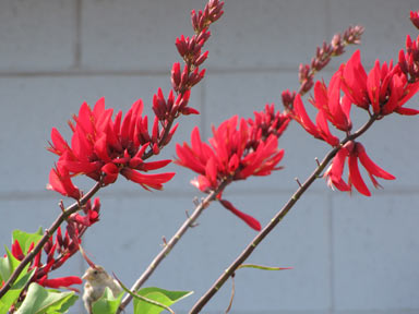 APII jpeg image of Erythrina christa-galli  © contact APII