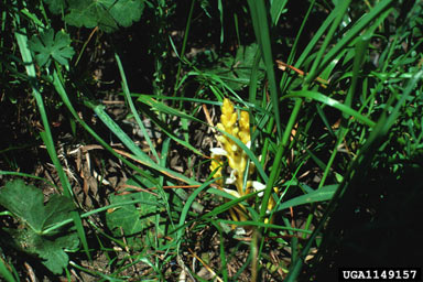 APII jpeg image of Orobanche ramosa  © contact APII