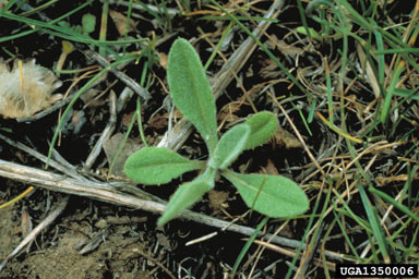 APII jpeg image of Centaurea solstitialis  © contact APII